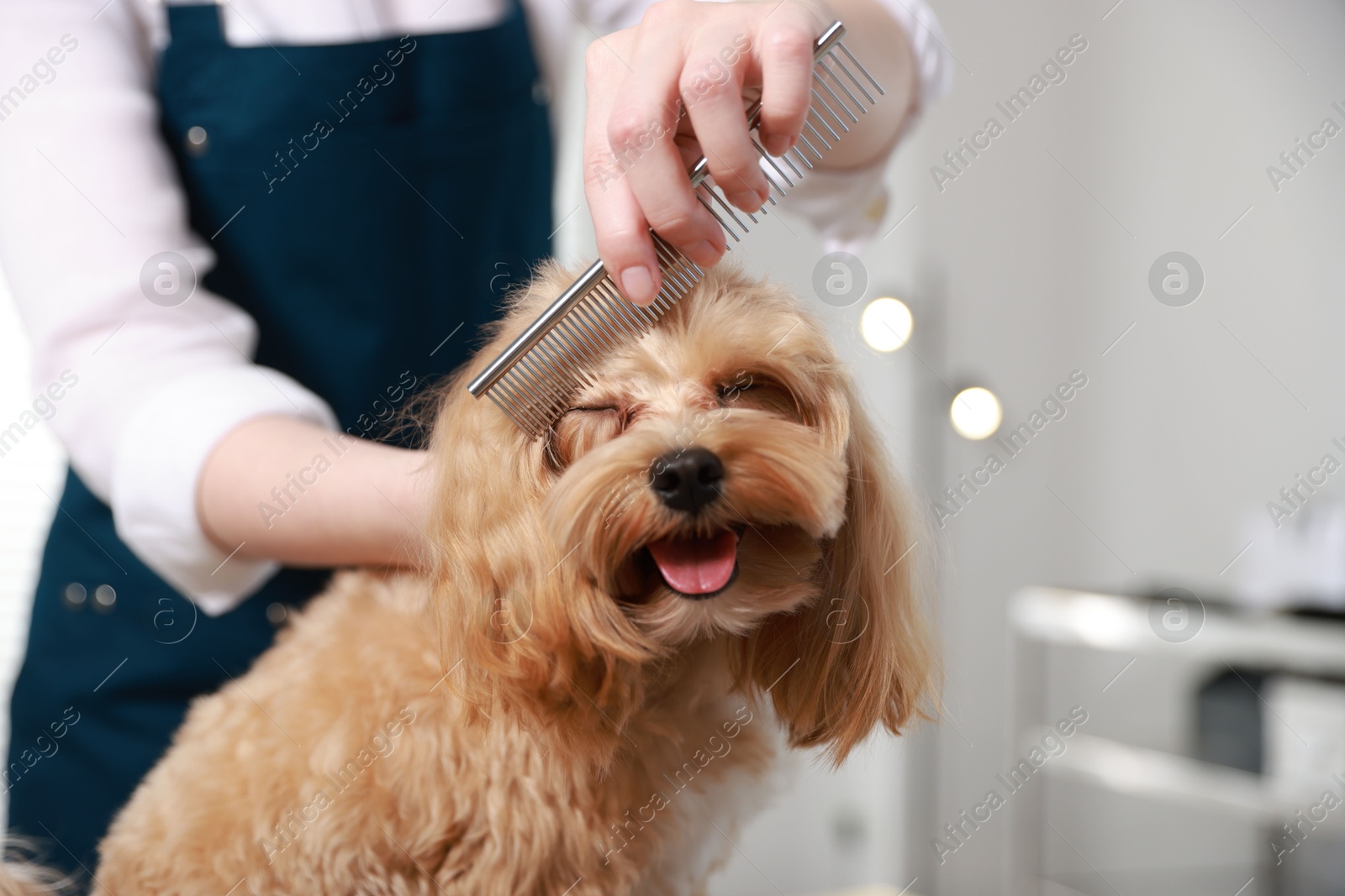 Photo of Pet grooming. Woman brushing dog's hair with comb indoors, closeup. Space for text