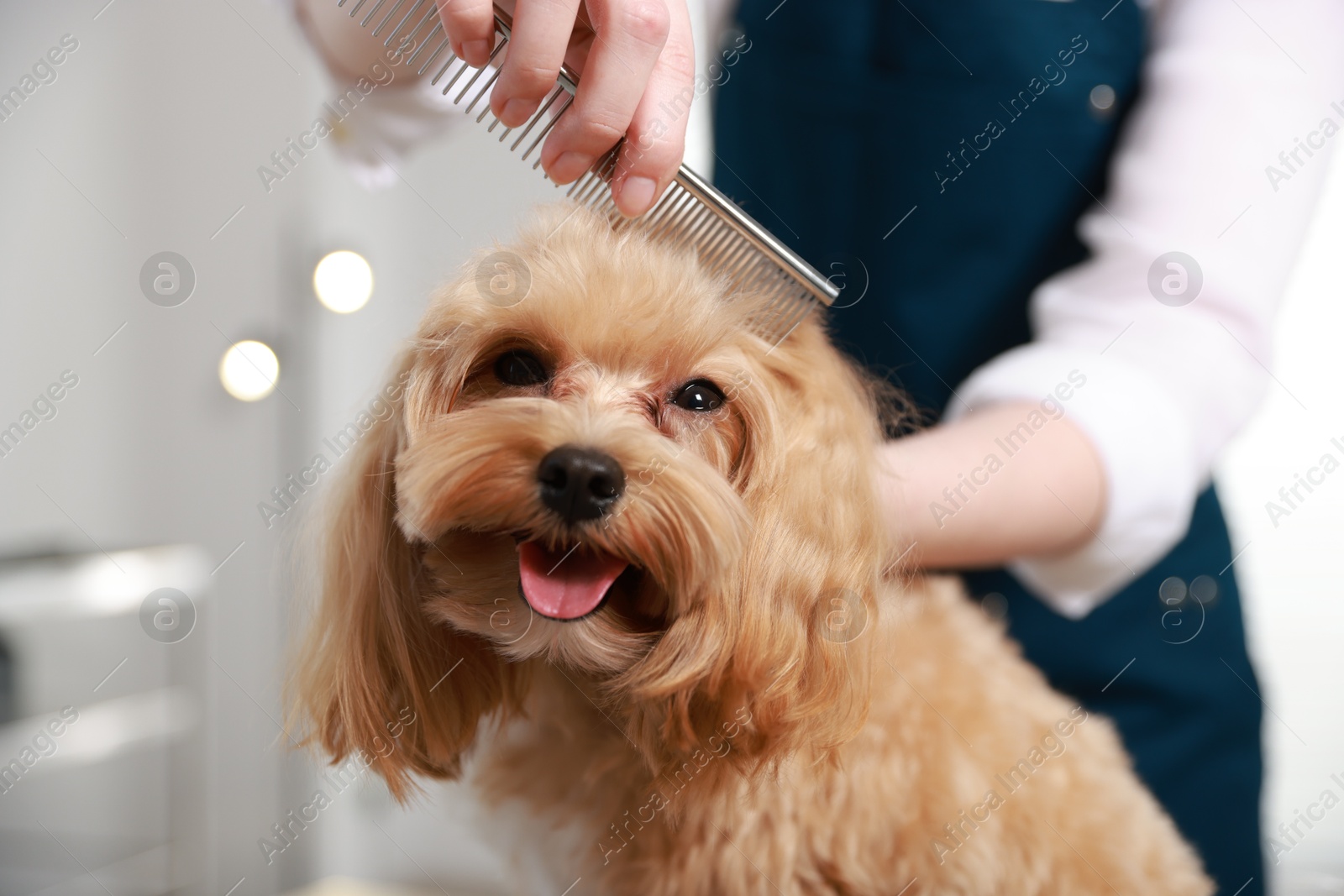 Photo of Woman brushing dog's hair with comb indoors, closeup. Pet grooming