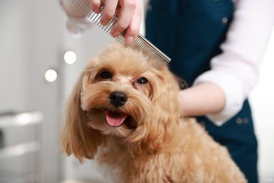 Photo of Woman brushing dog's hair with comb indoors, closeup. Pet grooming