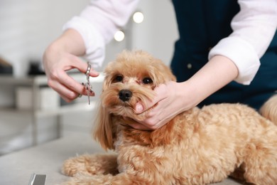 Photo of Woman cutting dog's hair with scissors indoors, closeup. Pet grooming