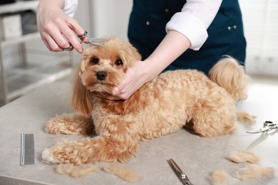 Photo of Woman cutting dog's hair with scissors indoors, closeup. Pet grooming