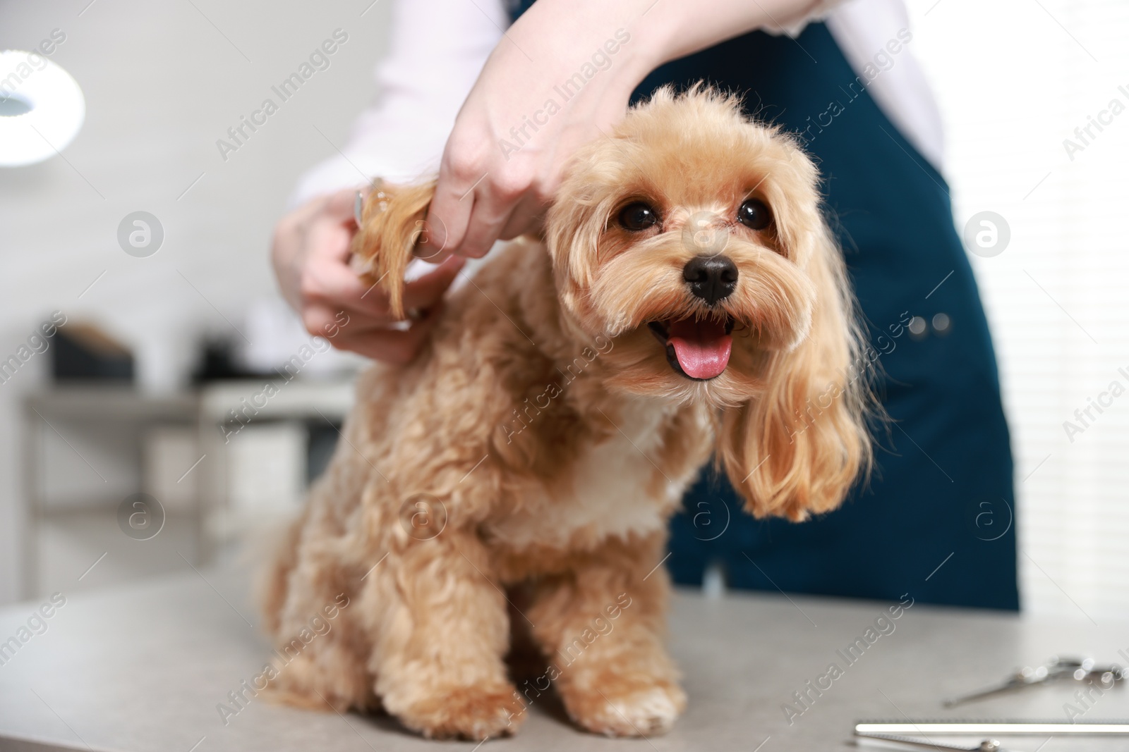 Photo of Woman cutting dog's hair with scissors indoors, closeup. Pet grooming