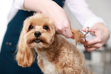 Photo of Woman cutting dog's hair with scissors indoors, closeup. Pet grooming