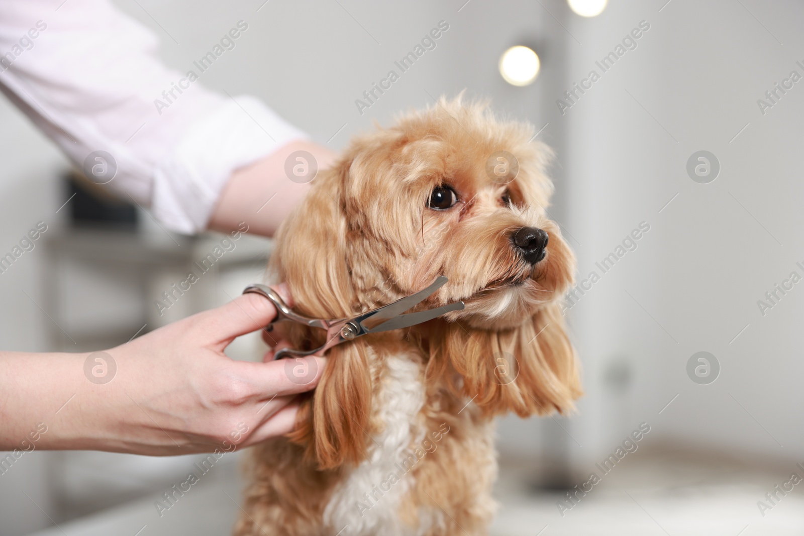 Photo of Woman cutting dog's hair with scissors indoors, closeup. Pet grooming