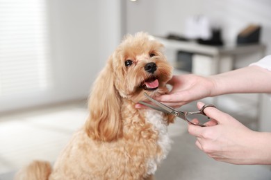 Photo of Woman cutting dog's hair with scissors indoors, closeup. Pet grooming