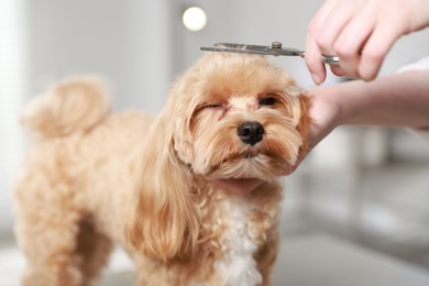 Photo of Woman cutting dog's hair with scissors indoors, closeup. Pet grooming