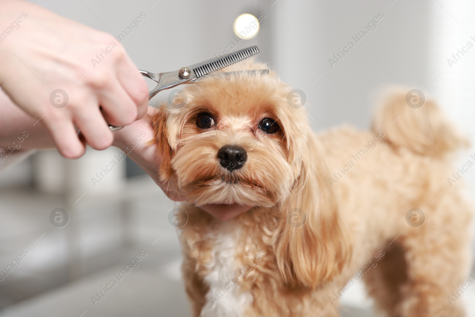 Photo of Woman cutting dog's hair with scissors indoors, closeup. Pet grooming