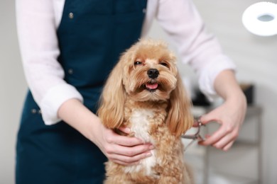 Photo of Woman cutting dog's hair with scissors indoors, closeup. Pet grooming