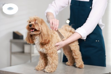 Photo of Woman brushing dog's hair with comb indoors, closeup. Pet grooming