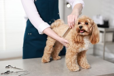 Photo of Woman brushing dog's hair with comb indoors, closeup. Pet grooming