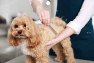 Photo of Woman brushing dog's hair with comb indoors, closeup. Pet grooming