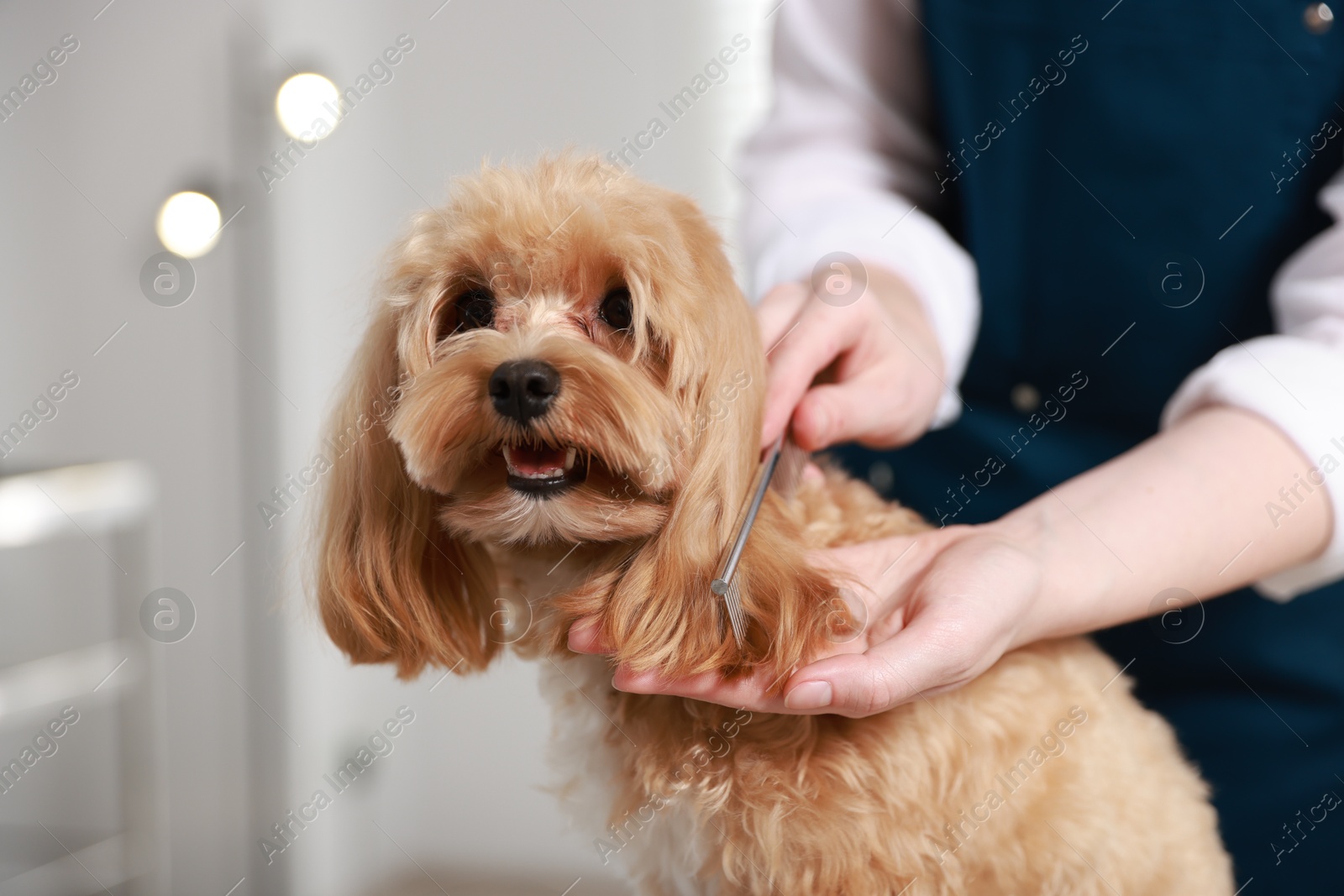 Photo of Woman brushing dog's hair with comb indoors, closeup. Pet grooming