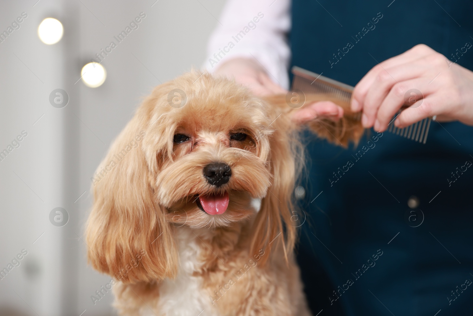 Photo of Woman brushing dog's hair with comb indoors, closeup. Pet grooming