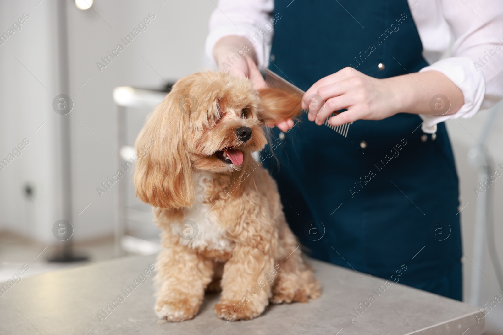 Photo of Woman brushing dog's hair with comb indoors, closeup. Pet grooming