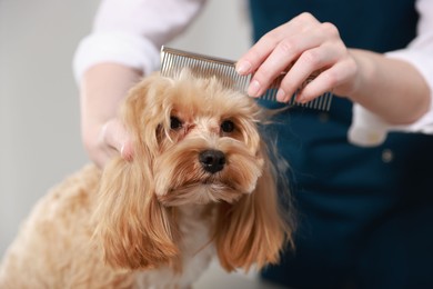 Photo of Woman brushing dog's hair with comb indoors, closeup. Pet grooming