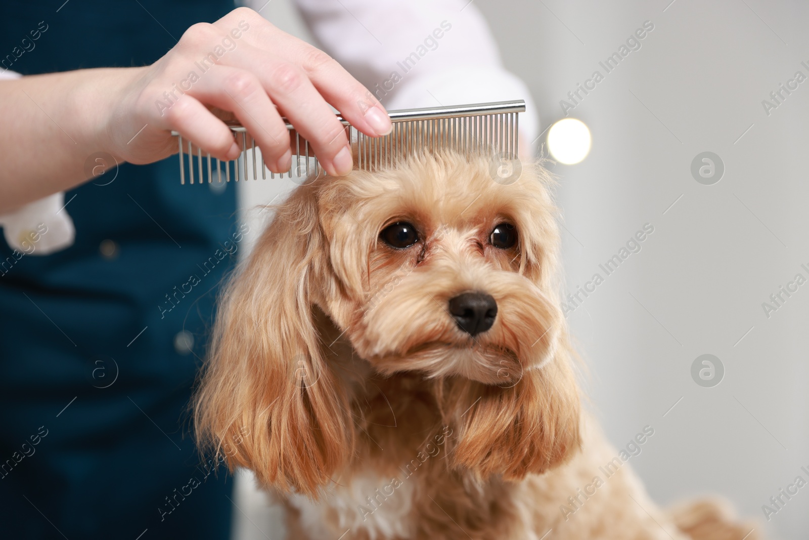 Photo of Woman brushing dog's hair with comb indoors, closeup. Pet grooming