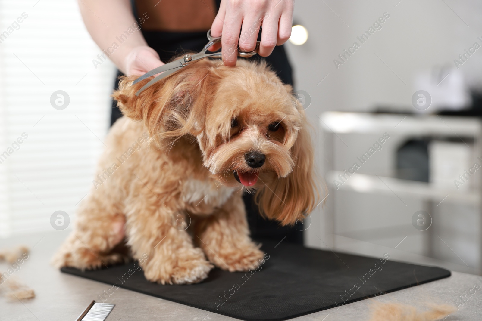 Photo of Pet grooming. Woman cutting dog's hair with scissors indoors, closeup. Space for text