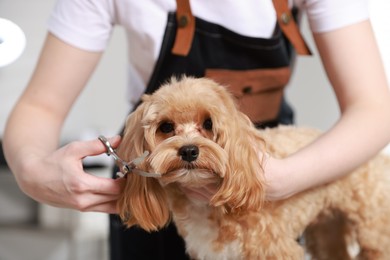 Photo of Woman cutting dog's hair with scissors indoors, closeup. Pet grooming