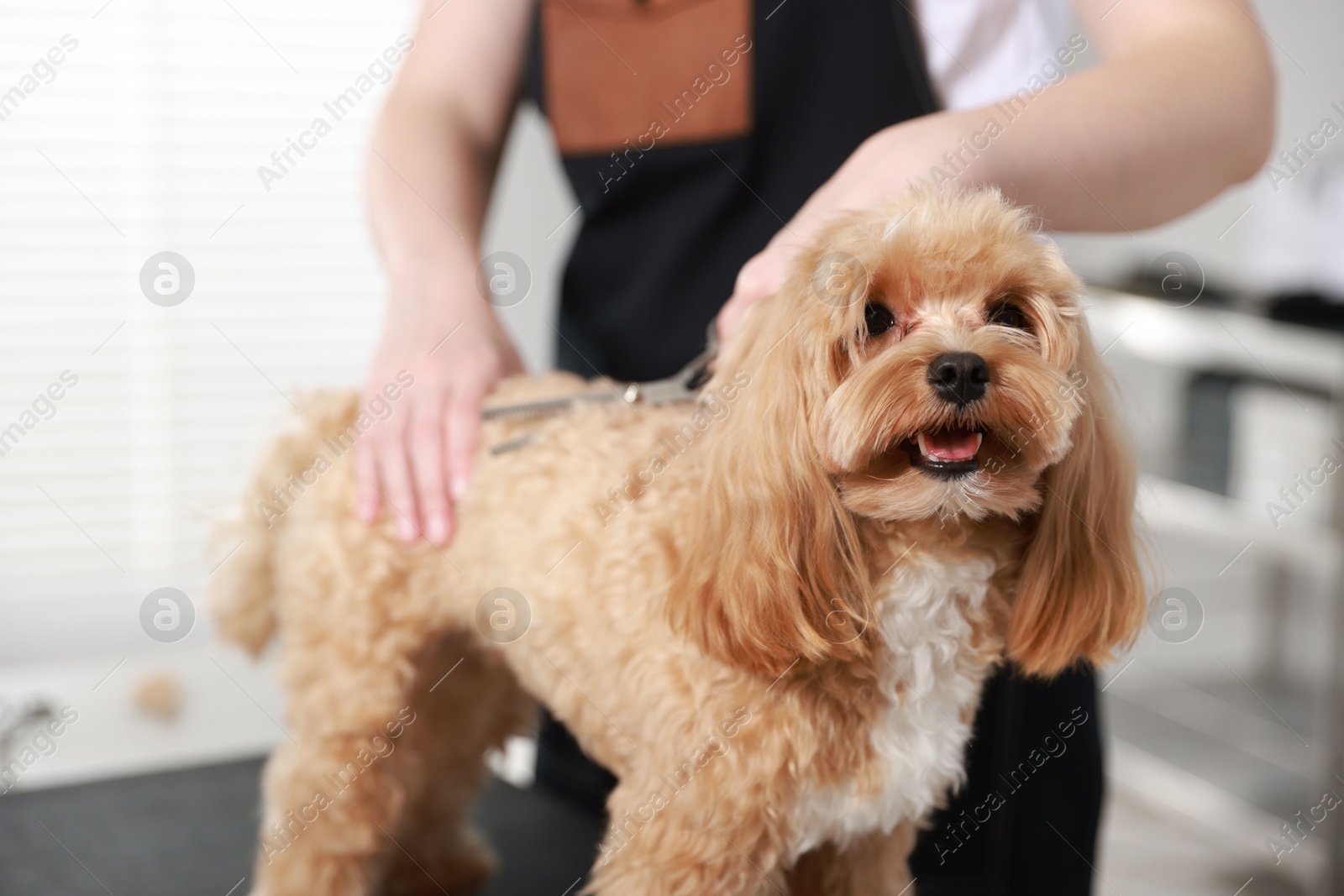 Photo of Woman cutting dog's hair with scissors indoors, closeup. Pet grooming