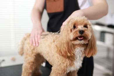 Photo of Woman cutting dog's hair with scissors indoors, closeup. Pet grooming