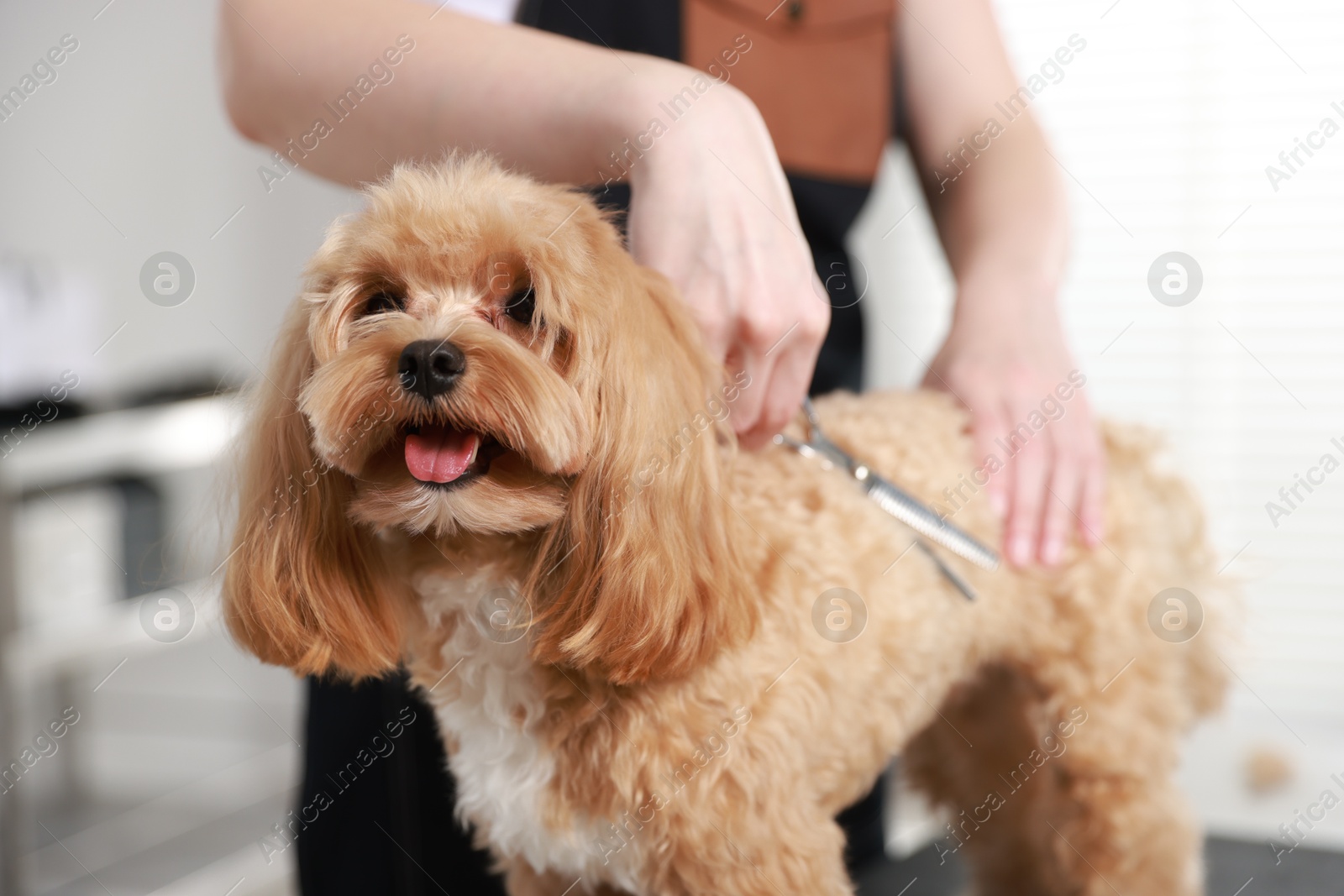 Photo of Woman cutting dog's hair with scissors indoors, closeup. Pet grooming