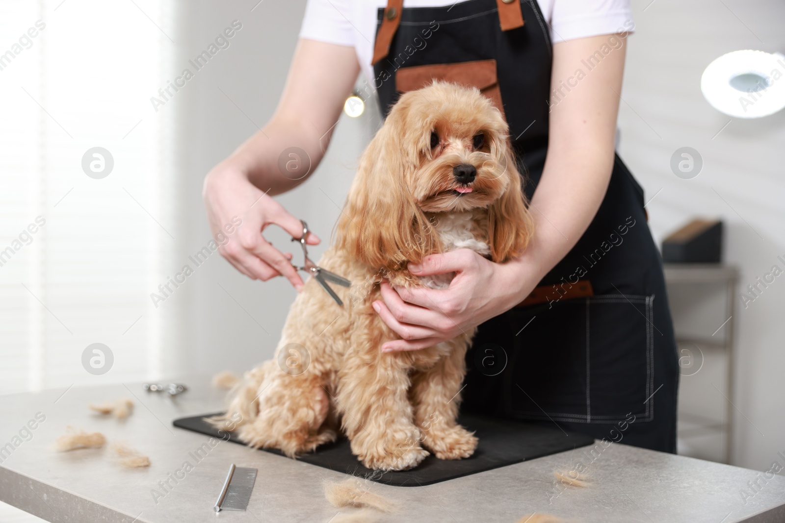 Photo of Woman cutting dog's hair with scissors indoors, closeup. Pet grooming