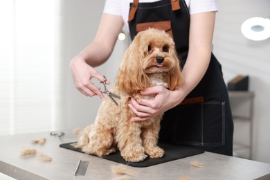 Photo of Woman cutting dog's hair with scissors indoors, closeup. Pet grooming