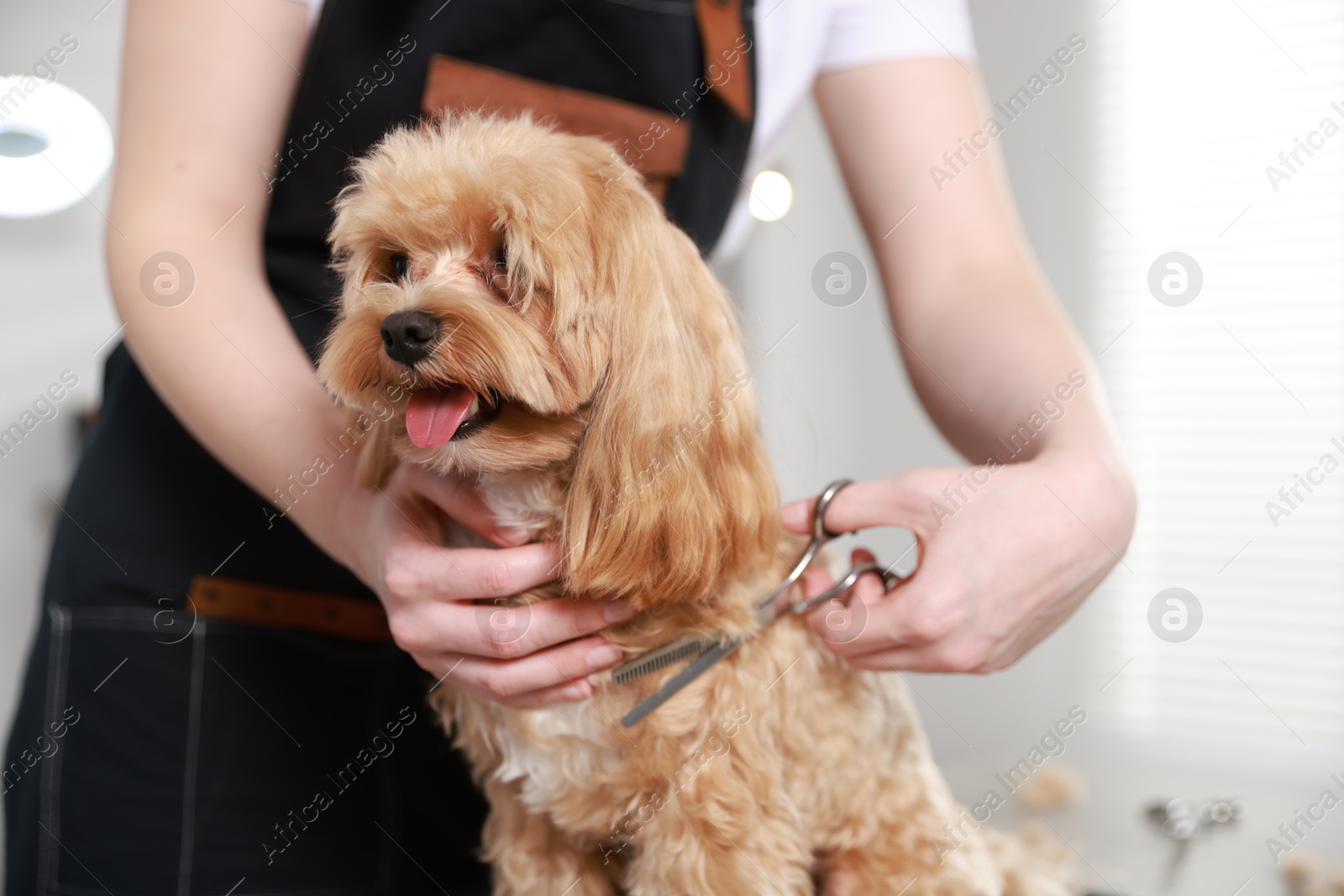 Photo of Woman cutting dog's hair with scissors indoors, closeup. Pet grooming