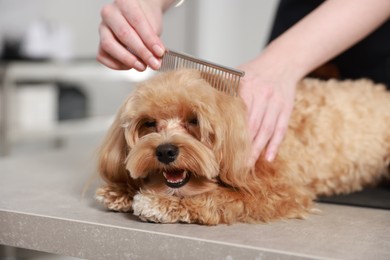 Photo of Woman brushing dog's hair with comb indoors, closeup. Pet grooming