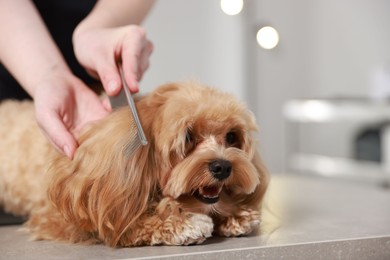 Photo of Pet grooming. Woman brushing dog's hair with comb indoors, closeup. Space for text