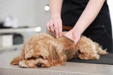 Photo of Woman brushing dog's hair with comb indoors, closeup. Pet grooming