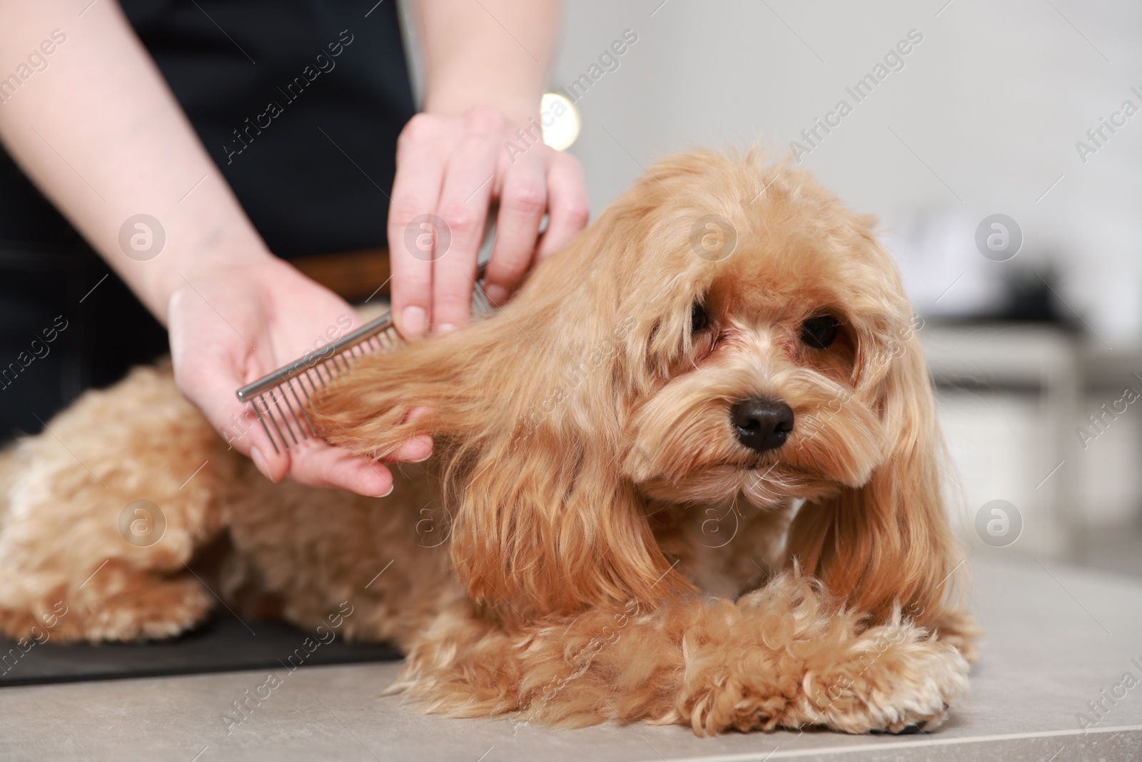 Photo of Woman brushing dog's hair with comb indoors, closeup. Pet grooming