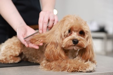 Photo of Woman brushing dog's hair with comb indoors, closeup. Pet grooming