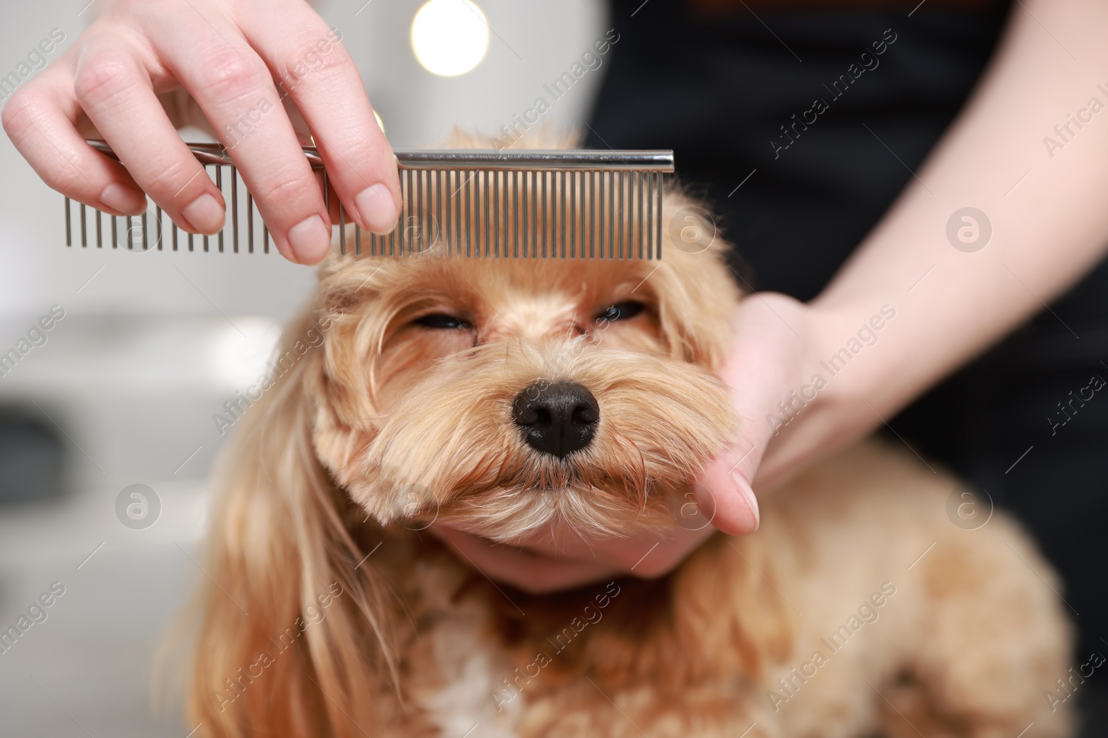 Photo of Woman brushing dog's hair with comb indoors, closeup. Pet grooming