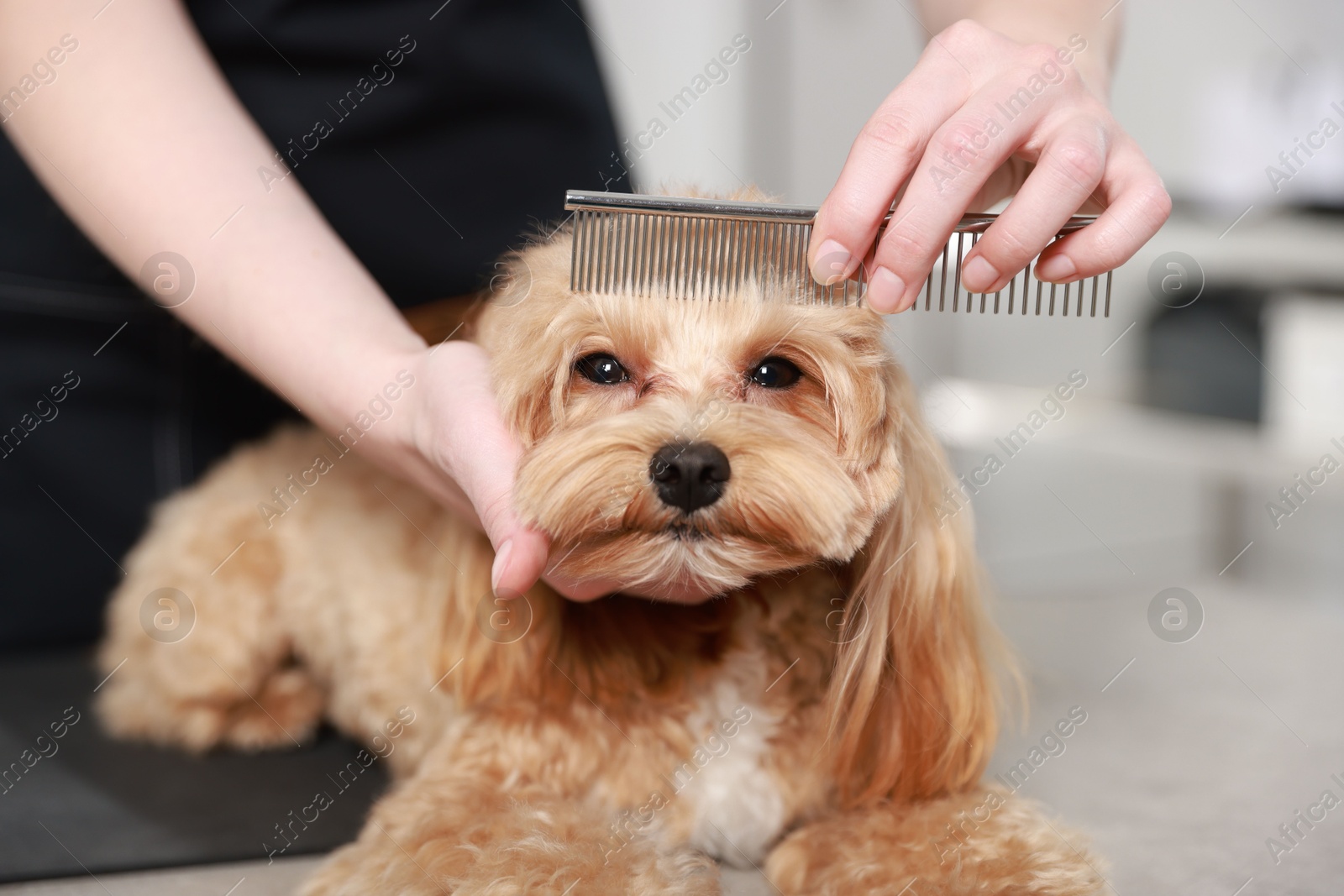 Photo of Woman brushing dog's hair with comb indoors, closeup. Pet grooming