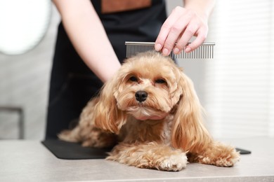 Photo of Woman brushing dog's hair with comb indoors, closeup. Pet grooming