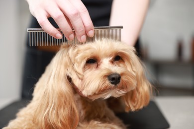 Photo of Woman brushing dog's hair with comb indoors, closeup. Pet grooming