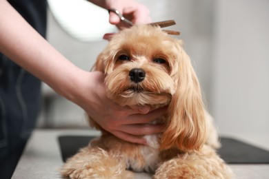 Photo of Woman cutting dog's hair with scissors indoors, closeup. Pet grooming