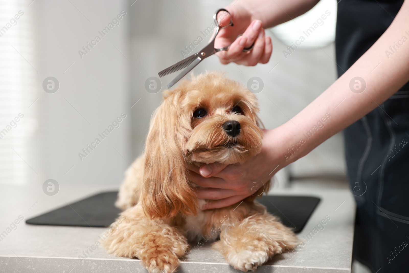 Photo of Woman cutting dog's hair with scissors indoors, closeup. Pet grooming