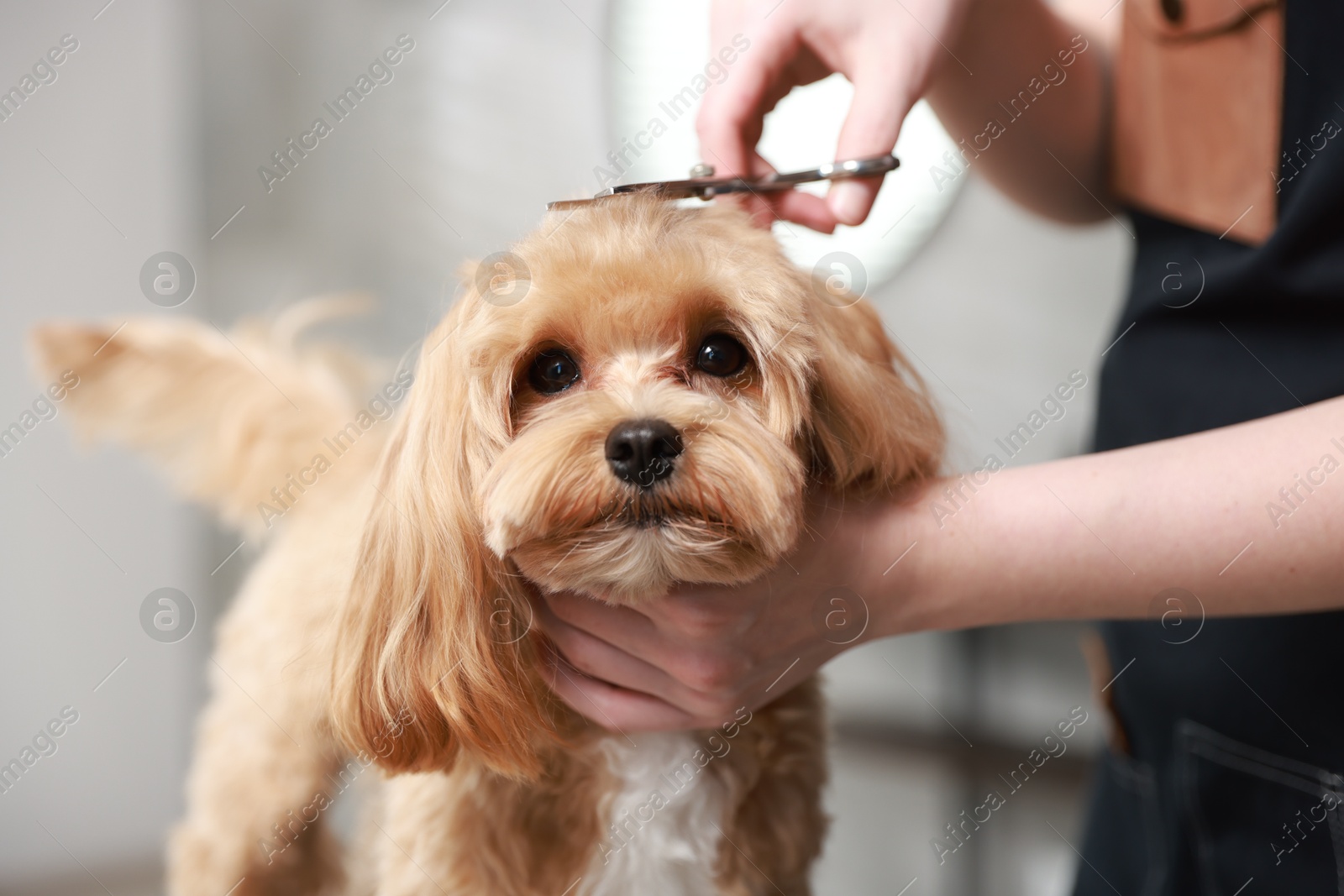 Photo of Woman cutting dog's hair with scissors indoors, closeup. Pet grooming