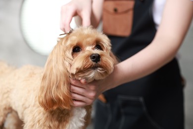 Photo of Woman cutting dog's hair with scissors indoors, closeup. Pet grooming