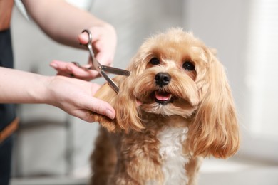 Photo of Woman cutting dog's hair with scissors indoors, closeup. Pet grooming