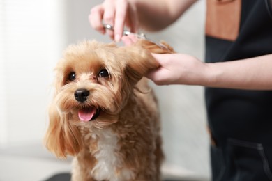 Photo of Woman cutting dog's hair with scissors indoors, closeup. Pet grooming