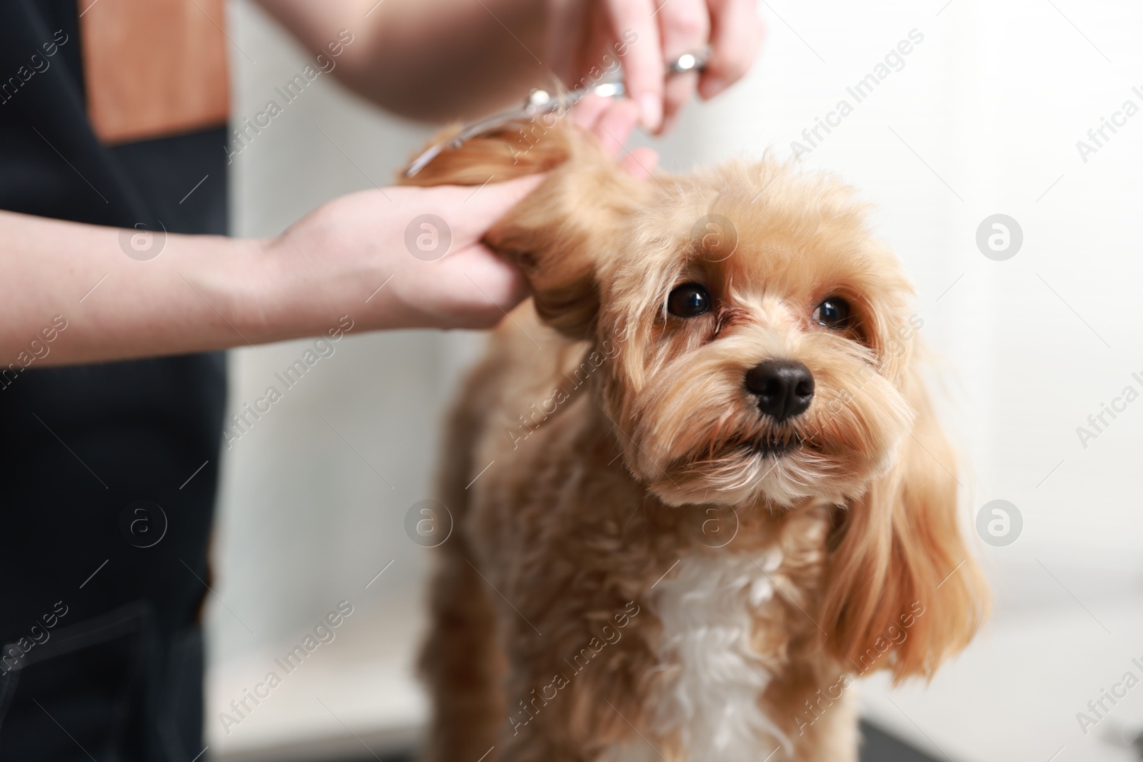 Photo of Woman cutting dog's hair with scissors indoors, closeup. Pet grooming