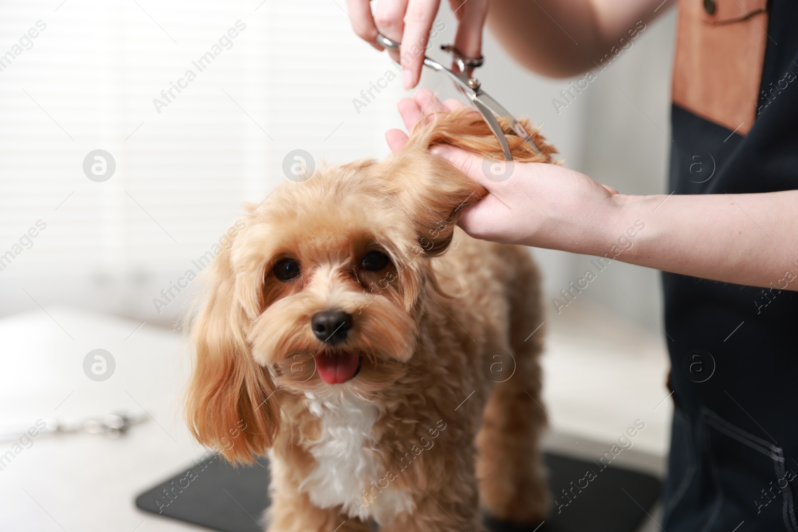 Photo of Woman cutting dog's hair with scissors indoors, closeup. Pet grooming