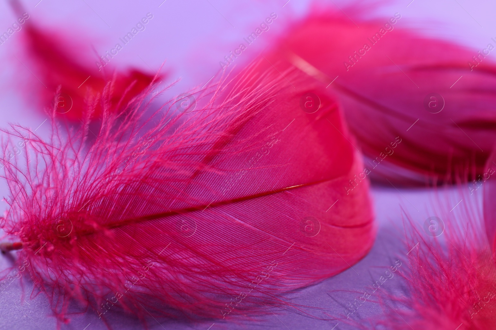 Photo of Fluffy pink feathers on purple background, closeup