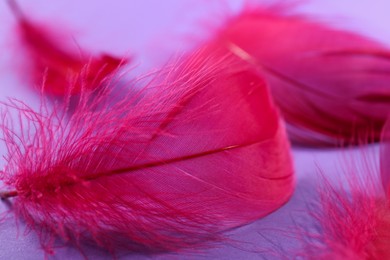 Photo of Fluffy pink feathers on purple background, closeup