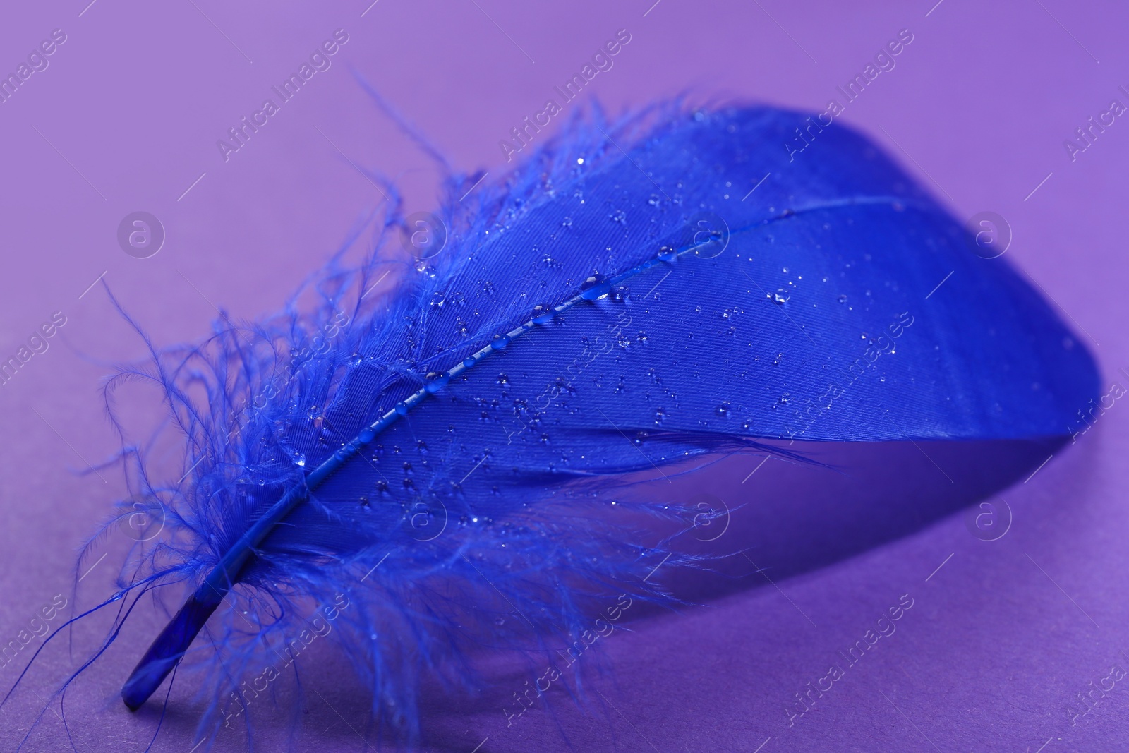 Photo of Fluffy blue feather on purple background, closeup