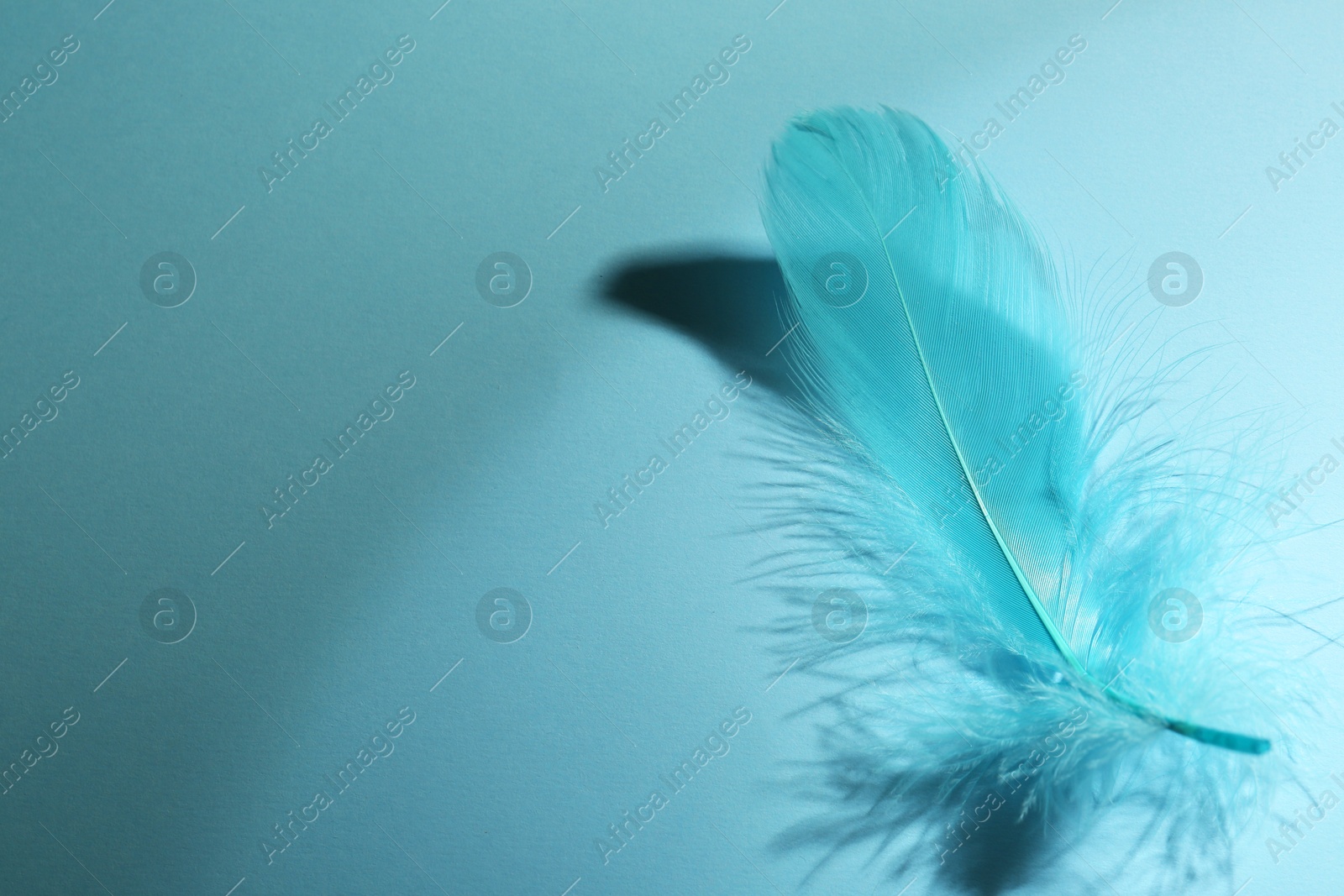 Photo of One fluffy feather on light blue background, closeup. Space for text