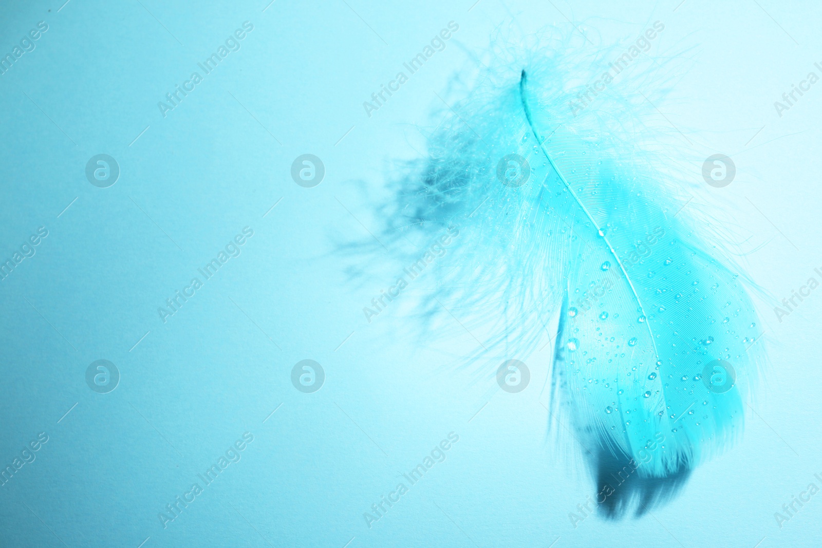 Photo of One fluffy feather on light blue background, top view. Space for text